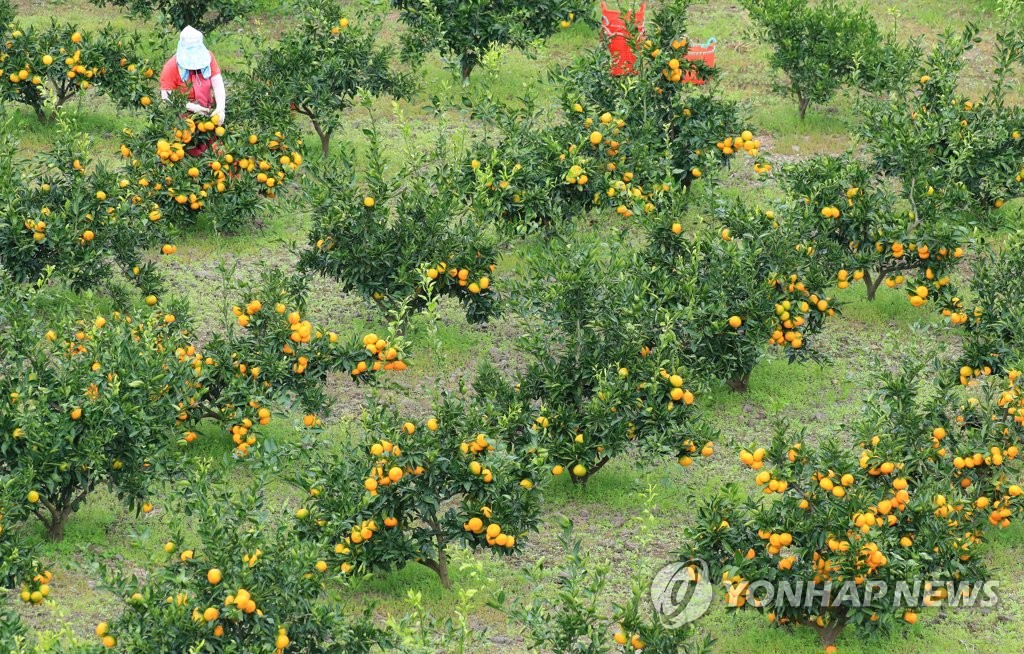 [통통 지역경제] 제주농업인력지원센터 수확철 제주 농가에 '큰 힘'