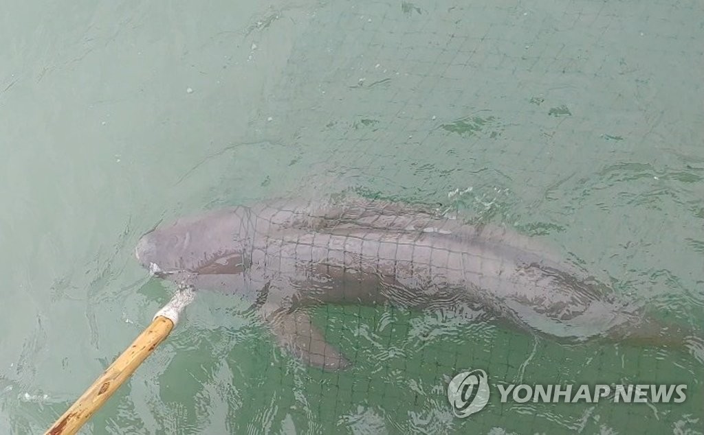 '웃는 돌고래' 상괭이 멸종될라…해수부, 전방위 대책 추진