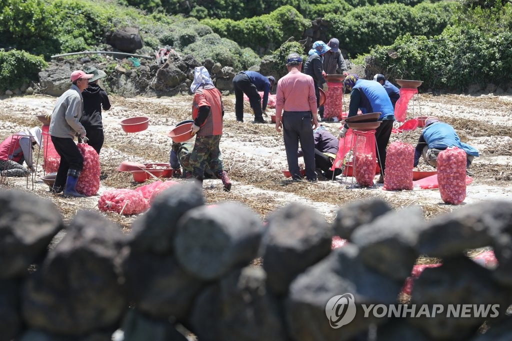 [통통 지역경제] 제주농업인력지원센터 수확철 제주 농가에 '큰 힘'