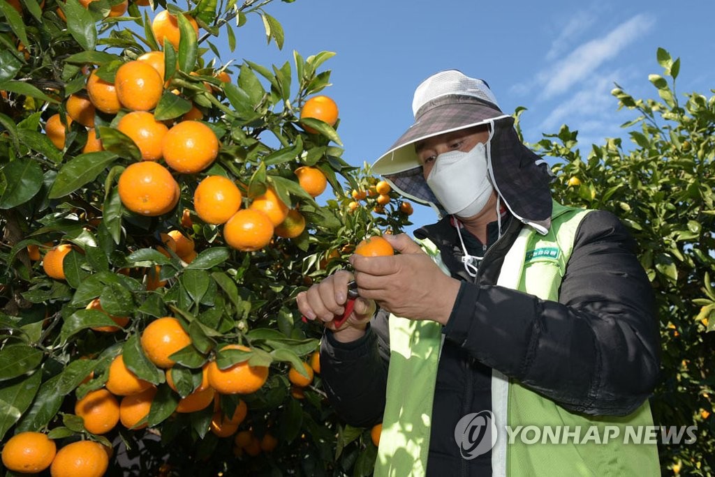 [통통 지역경제] 제주농업인력지원센터 수확철 제주 농가에 '큰 힘'