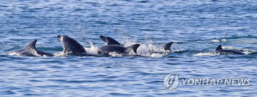 수족관 돌고래 사육 금지 본격화…남은 돌고래 거취 놓고 공방