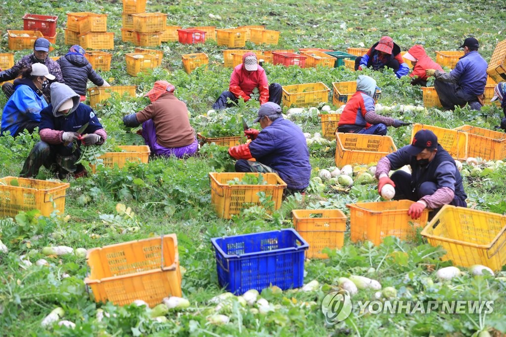 [통통 지역경제] 제주농업인력지원센터 수확철 제주 농가에 '큰 힘'