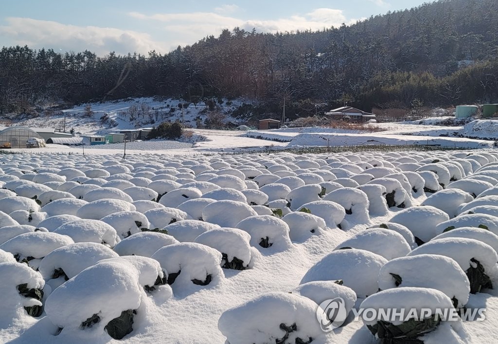 한파 피해농가 6천813호에 재해복구비 219억원 지원