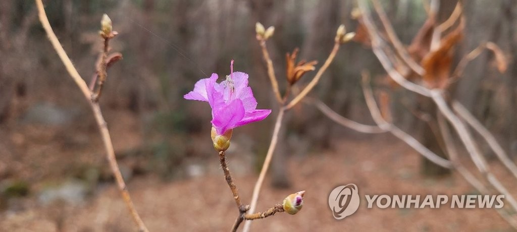 파도 얼었다가 봄꽃 피기도…부산 1월 기온 변동 역대 최고