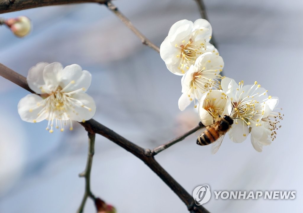 포근해진 전북…30년 전보다 매화·개나리·벚꽃 빨리 피었다