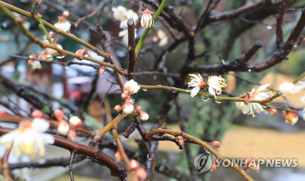 제주 오후부터 비…예상 강수량 5∼10㎜