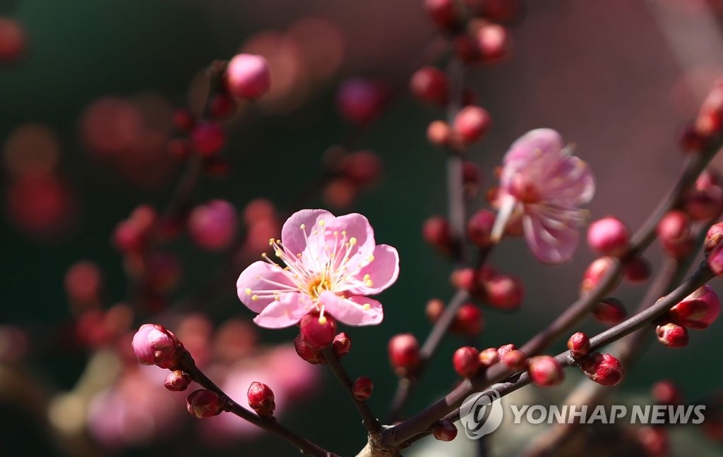 [픽! 양산] 입춘 앞두고 통도사 홍매화 꽃망울 터뜨려