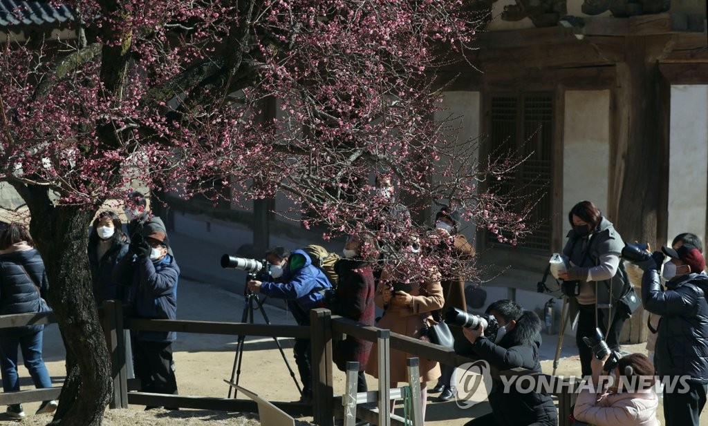 [픽! 양산] 입춘 앞두고 통도사 홍매화 꽃망울 터뜨려