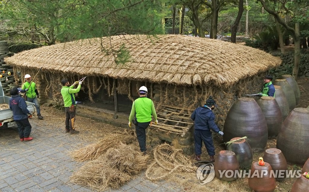 [픽! 제주] 한림공원 재암민속촌 초가 지붕잇기 '한창'