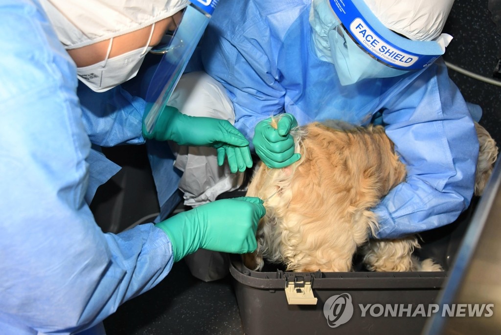 대구지역 반려동물 109마리 코로나19 검사서 모두 '음성'