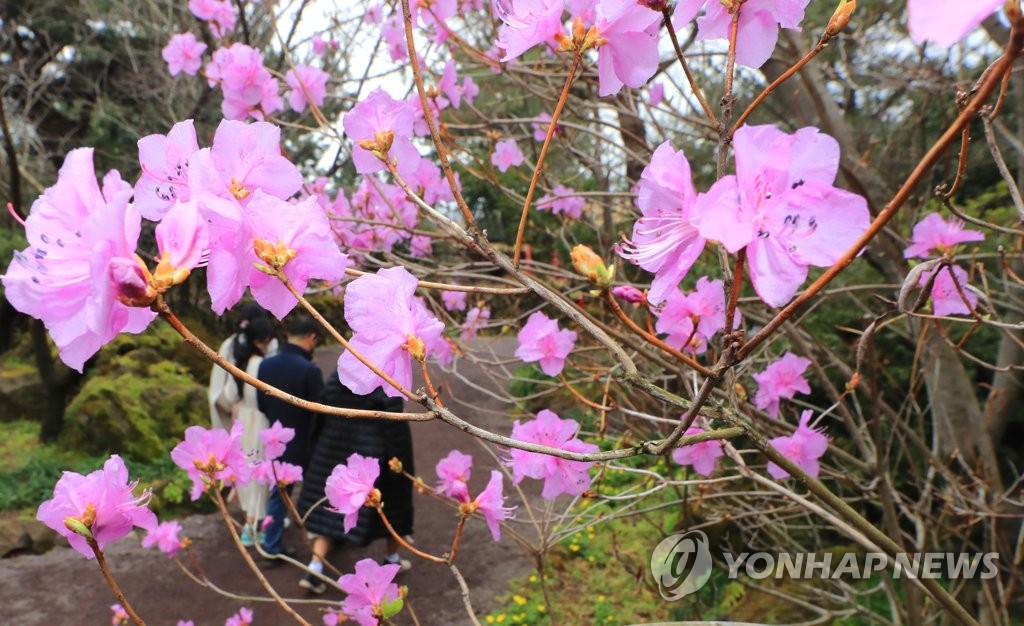 '진달래꽃 활짝' 마스크 낀 나들이객 야외서 봄기운 만끽