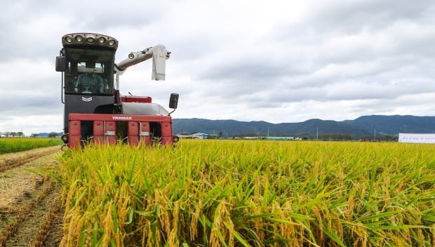 He told me to plant beans instead of rice in rice fields…  The truth of rice prices rising 20 in one year