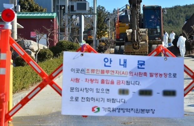 지난달 31일 경북 포항 한 산란계 농장에서 용역업체 관계자가 닭을 살처분하고 있다. /사진=연합뉴스