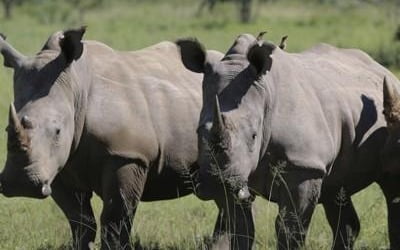 코로나19로 살판난 동물…봉쇄로 코뿔소 밀렵 33% 급감