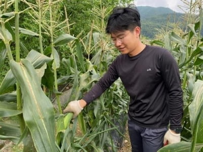 괴산군, 초당옥수수 '고당옥1호' 통상실시권 확보