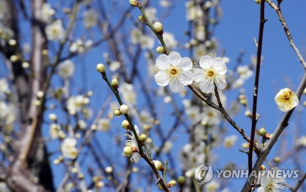 [날씨] 낮부터 기온 올라…강원·남부 건조특보