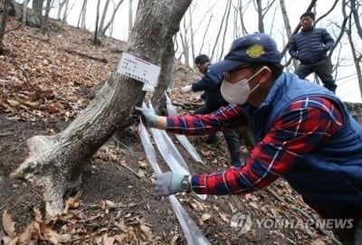 [픽! 강릉] 겨울 가뭄에 고로쇠 수액도 '뚝'