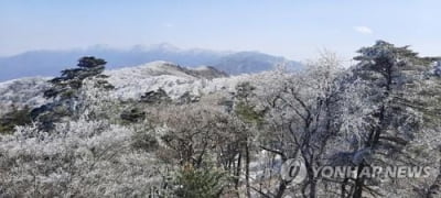 [픽! 남원] 지리산에 상고대 '활짝'