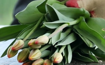 코로나 장기화로 화훼농가 위기…서울시 '꽃 소비 캠페인'