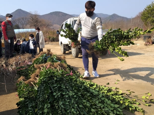 잦은 비에 썩고, 한파에 얼고…식목철 몸값 뛴 과수묘목