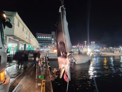 포항서 작살 흔적 있는 밍크고래 발견…해경 수사