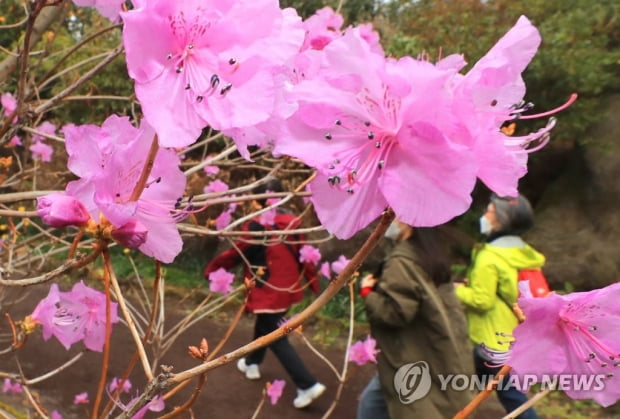 '진달래꽃 활짝' 마스크 낀 나들이객 야외서 봄기운 만끽