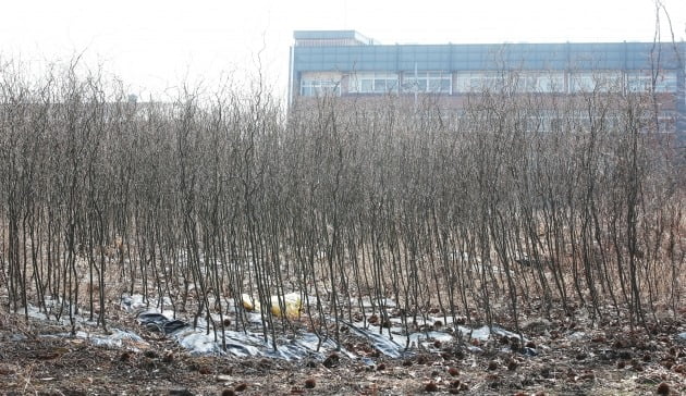 LH 일부 직원들의 광명ㆍ시흥 신도시 땅 투기 의혹이 제기된 경기도 시흥시 무지내동의 한 토지에 8일 오후 묘목이 빽빽하게 심어져 있다. 2021.3.8 [사진=연합뉴스]