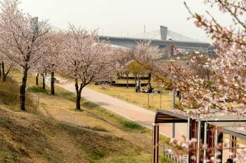 아라뱃길 벚꽃길. 공항철도