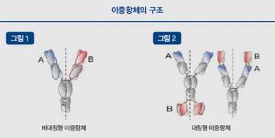 [항체의 세계] 항체 제작과 엔지니어링의 결정체 ‘이중항체’