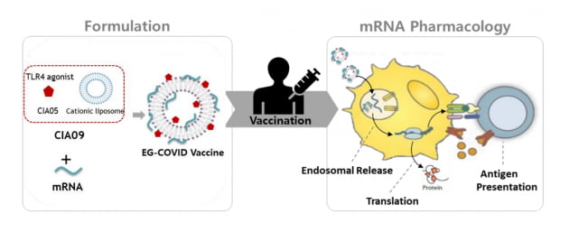 아이진 "한국의 mRNA 연구 선구자...내년 말 백신 허가 받을 것" 