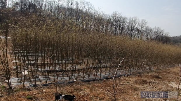 LH 일부 직원들이 사들인 경기도 시흥시 무지내동의 한 토지에 묘목이 빽빽하게 심어져 있다. 사진=김수현 한경닷컴 기자