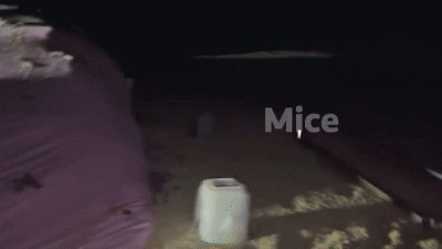 [영상] 쥐떼 습격에 호주 발칵…밭 위 수만마리 '우글우글'