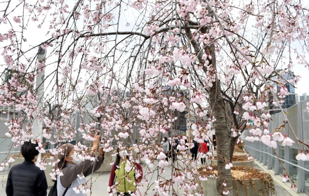 서울로7017에 활짝핀 봄꽃