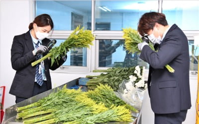 가정의달 앞두고…중국산 등 수입 꽃 특별 검역 나선다