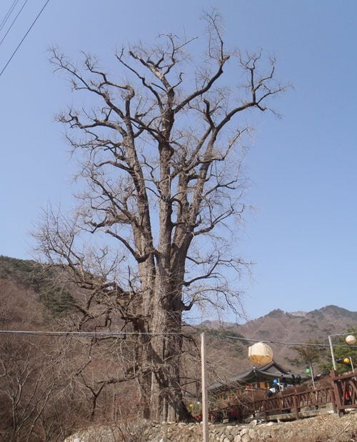 계절이 교차하는 양평 용문산 有感