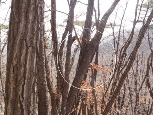 계절이 교차하는 양평 용문산 有感