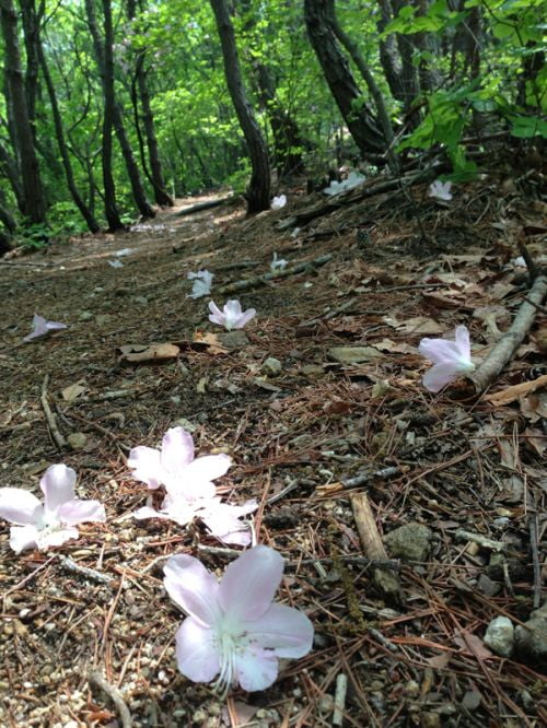 양평 추읍산 호젓한 숲길을 홀로...