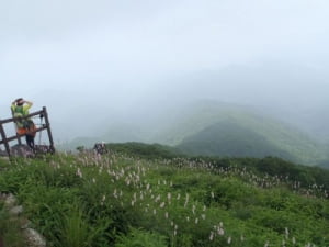 산상화원, 여름 소백능선을 걷다.