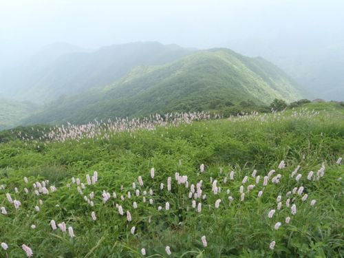 산상화원, 여름 소백능선을 걷다.