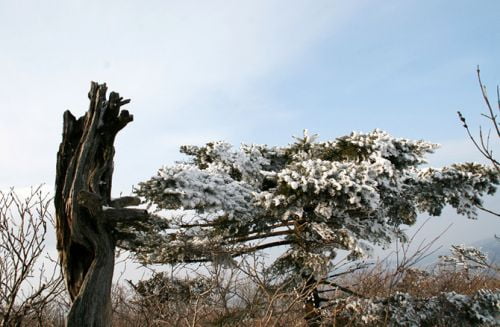 영험한 산, 겨울 태백산이 피곤하다.