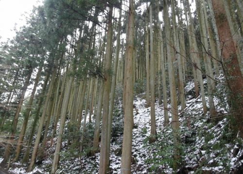 일본 힐링 트레킹...제6신, '이와미긴잔(石見銀鑛)' 옛길을 걷다.