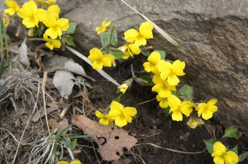 비단결 같은 산, 주금산(鑄錦山)