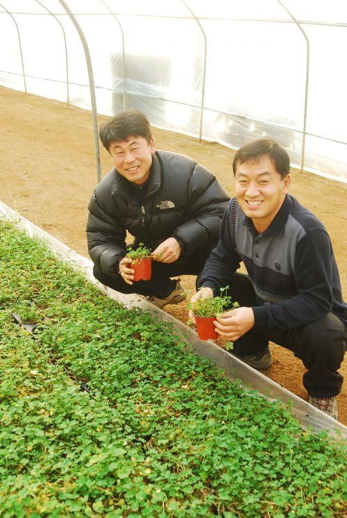 화이트클로버이야기-클로버를 찾아서.. 두번째