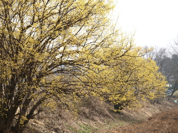 산수유