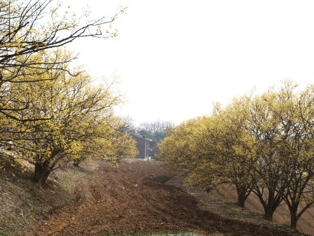 산수유