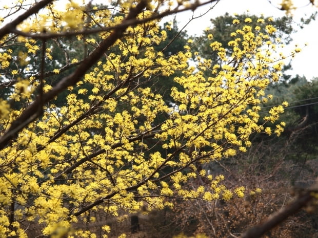 산수유