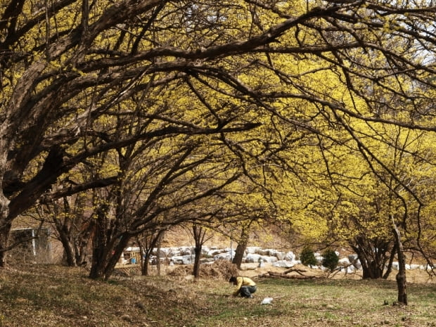 산수유