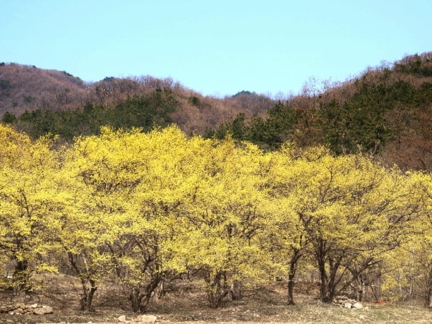 산수유