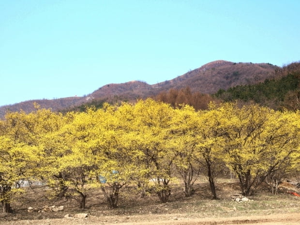 산수유