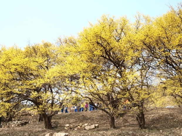 산수유